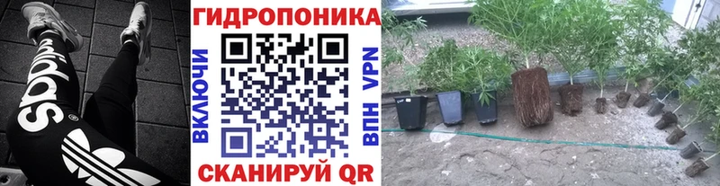 Конопля индика Старица